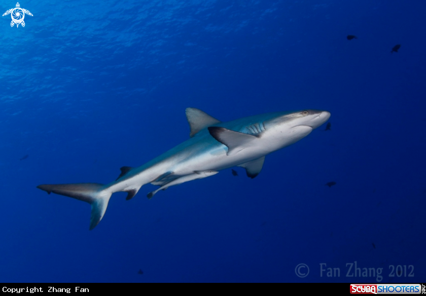A Grey reef shark