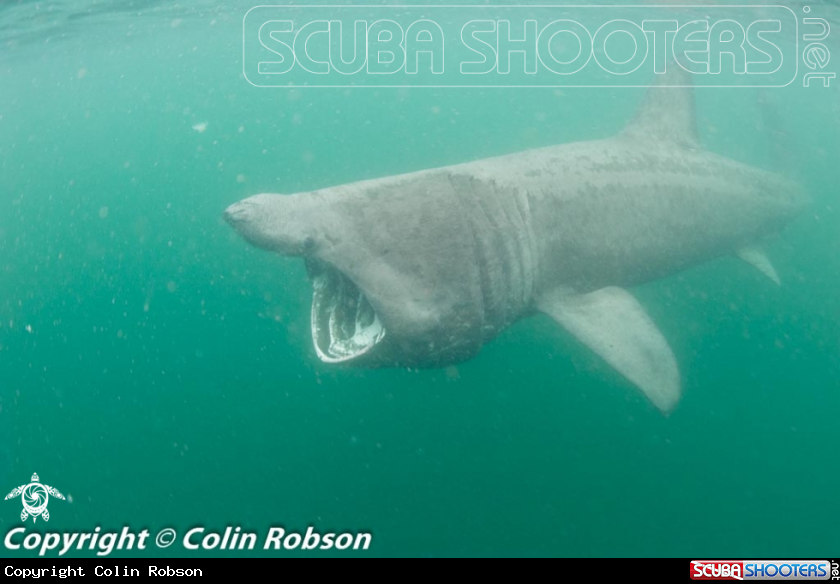 A Shark