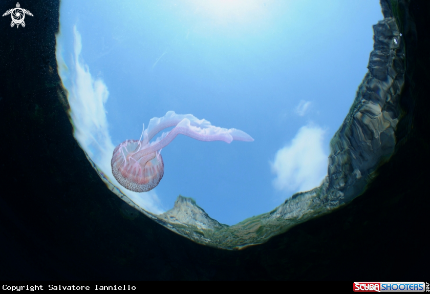 A Pelagia noctiluca -