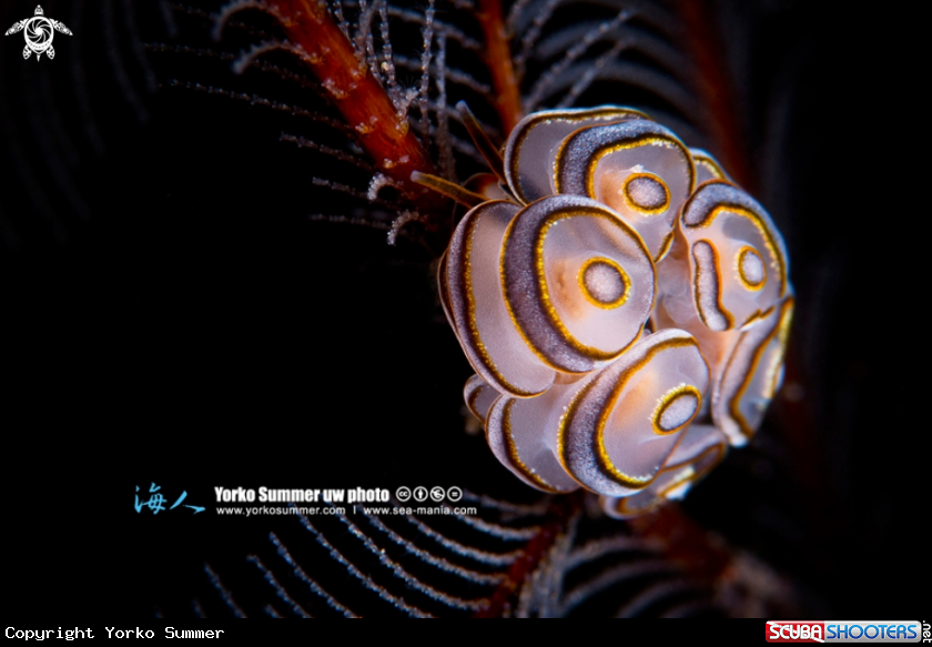 A Donut Doto (Doto sp.)