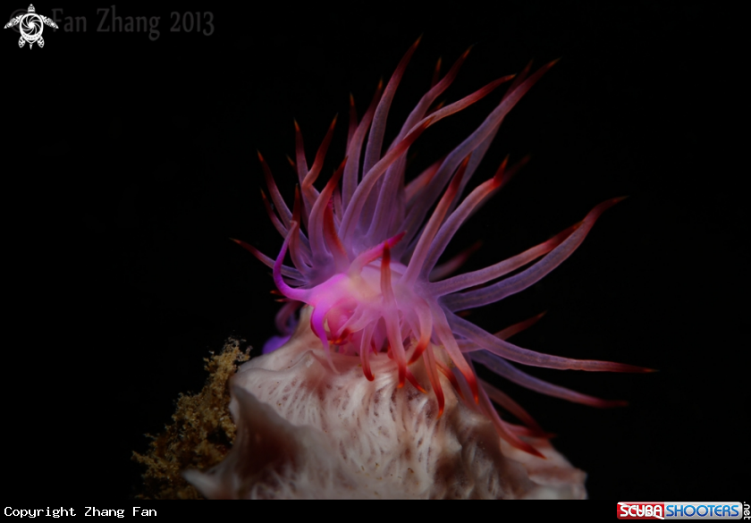 A Redline flabellina