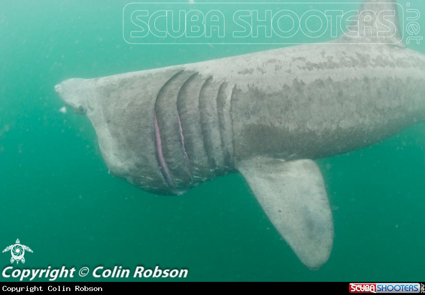 A Shark