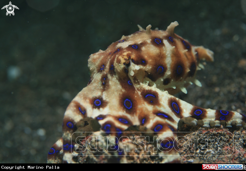 A Blue Ring Octopus