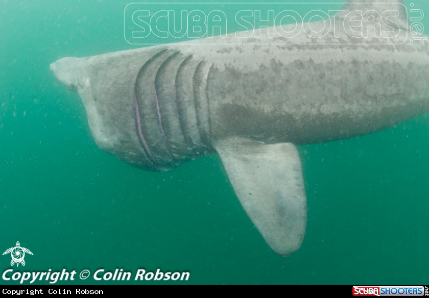 A Shark