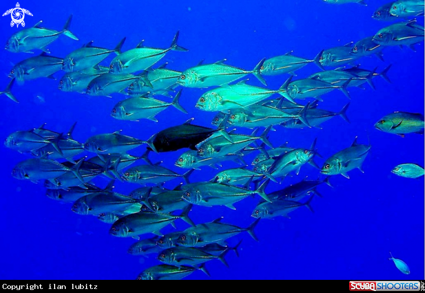 A reef fish