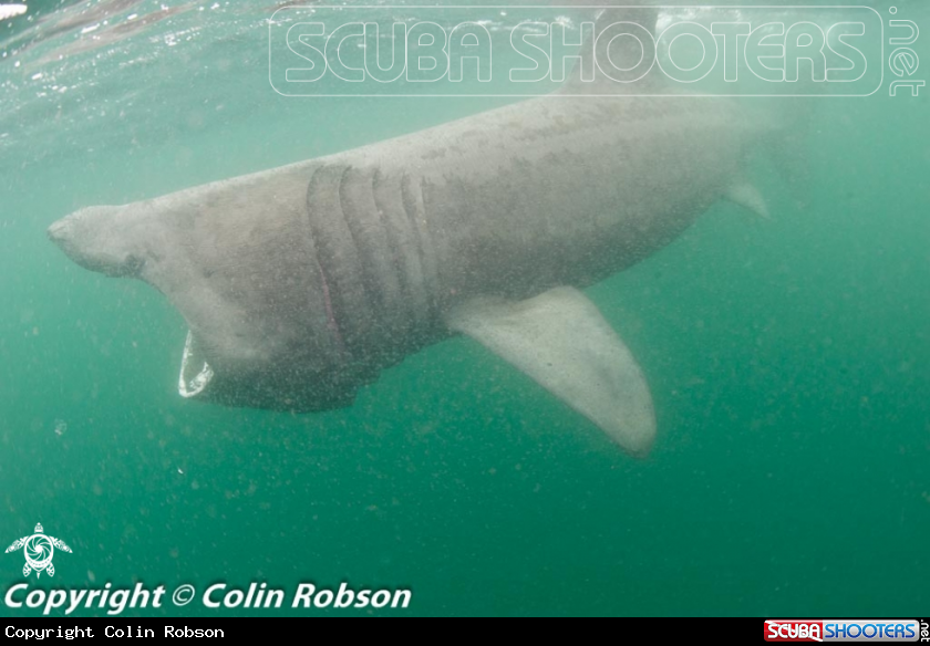 A Shark