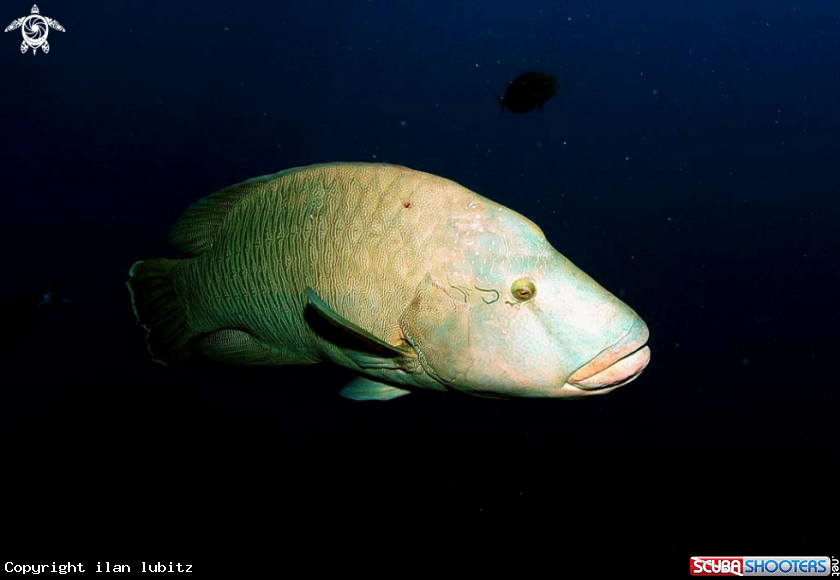 A napoleon fish