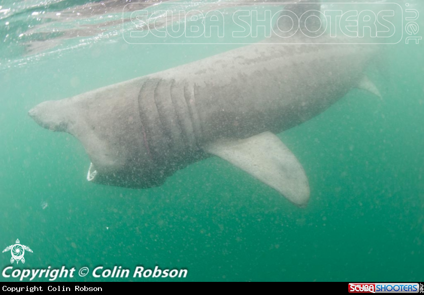 A Shark