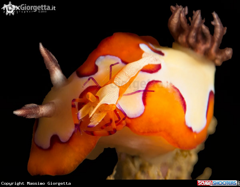 A nudibranch