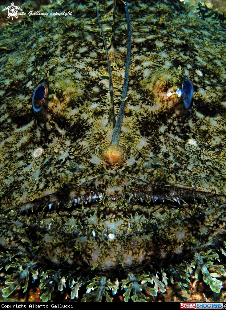 A anglerfish