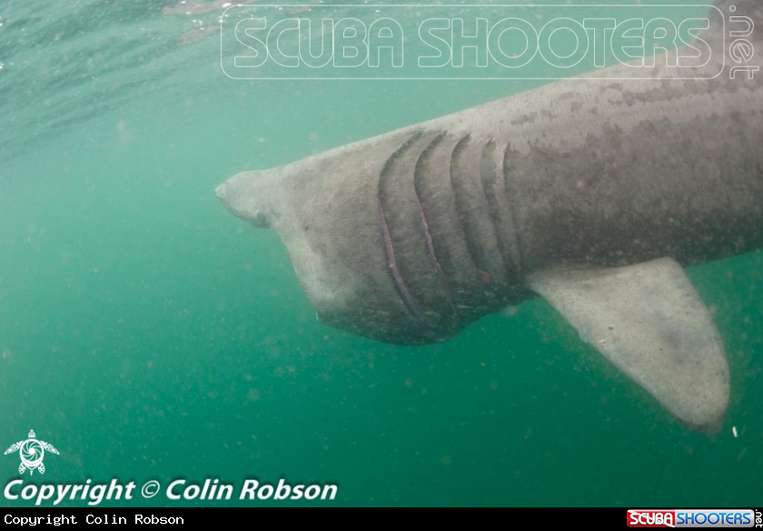 A Shark