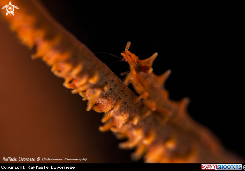 A Dragon shrimp