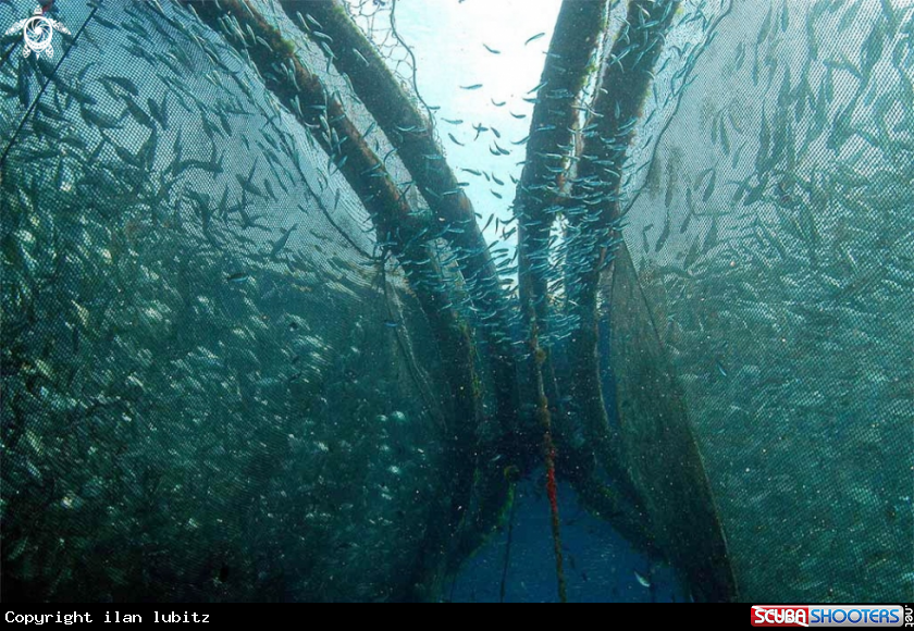 A underwater fish farm