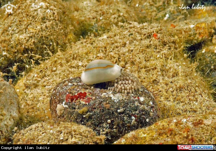A cowrie