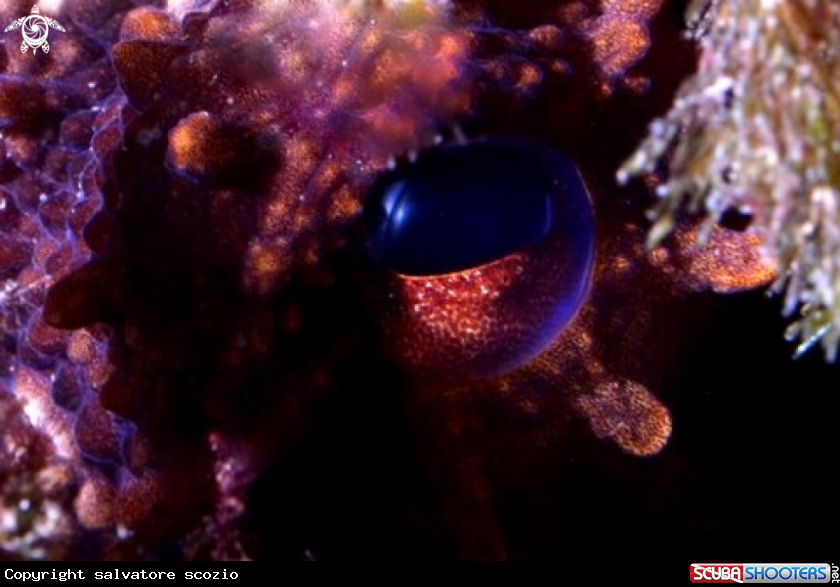 A octopus