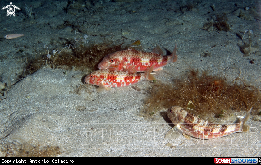 A Triglia di scoglio-Mediterranean goatfish