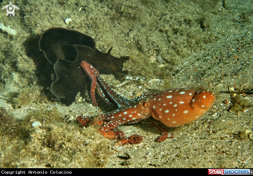 A Polpessa e lepre di mare