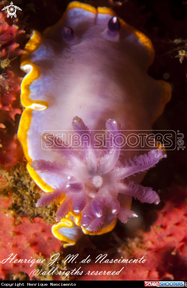 A Nudi
