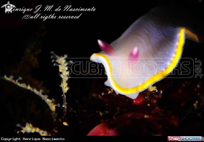 A Nudi
