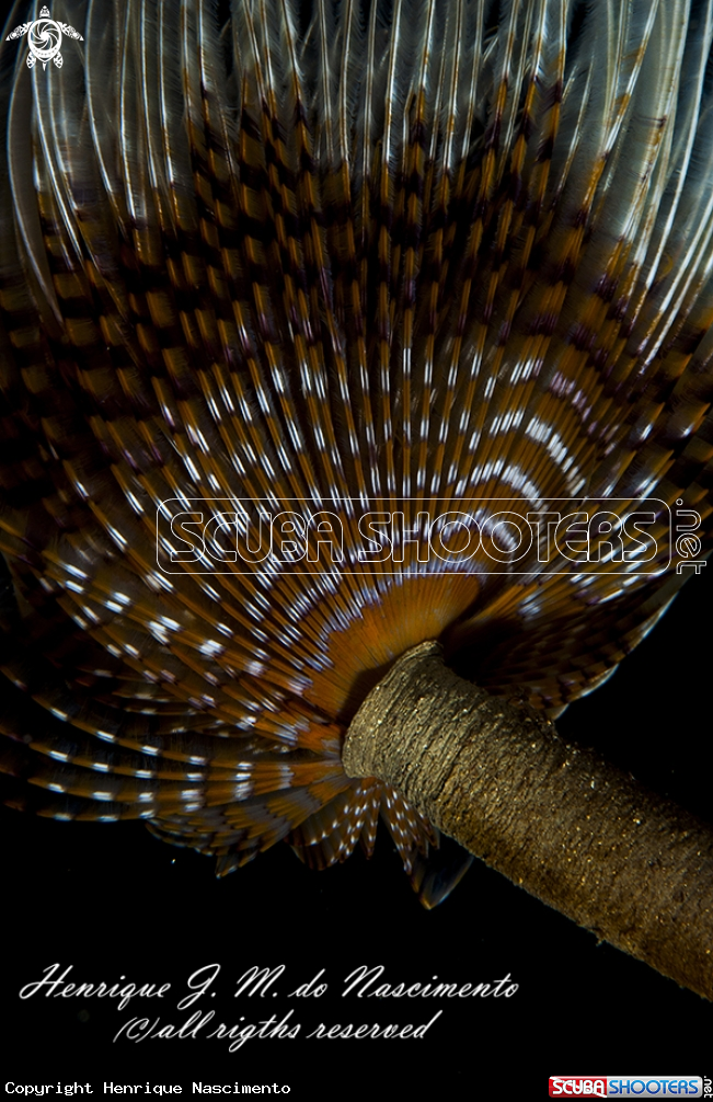 A espirografo