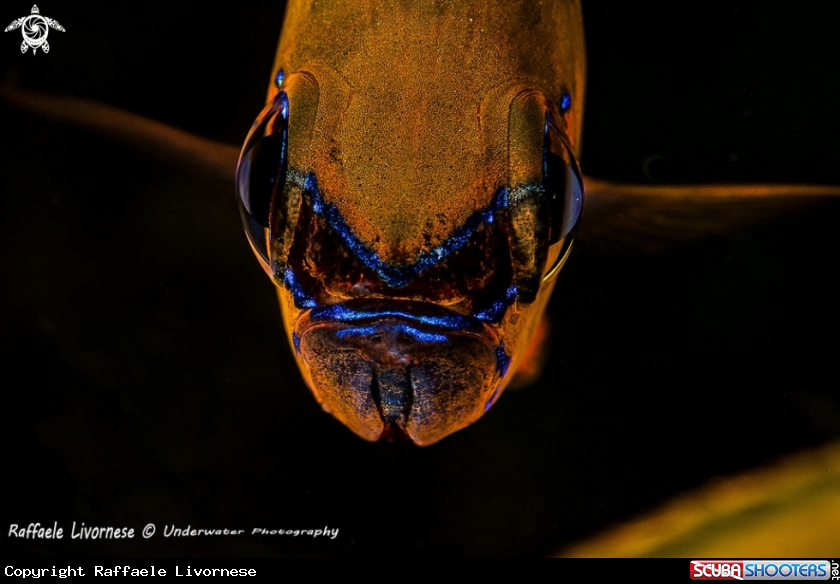 A Cardinal fish