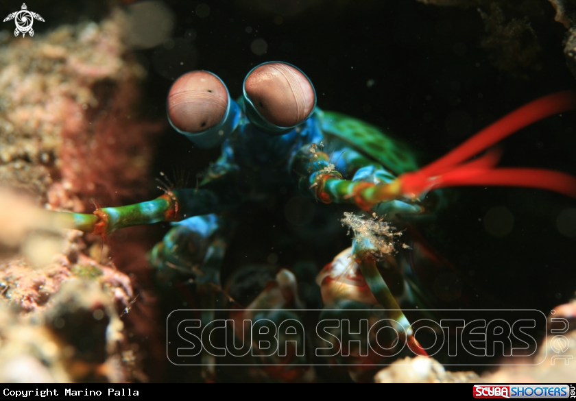 A Mantis Shrimp