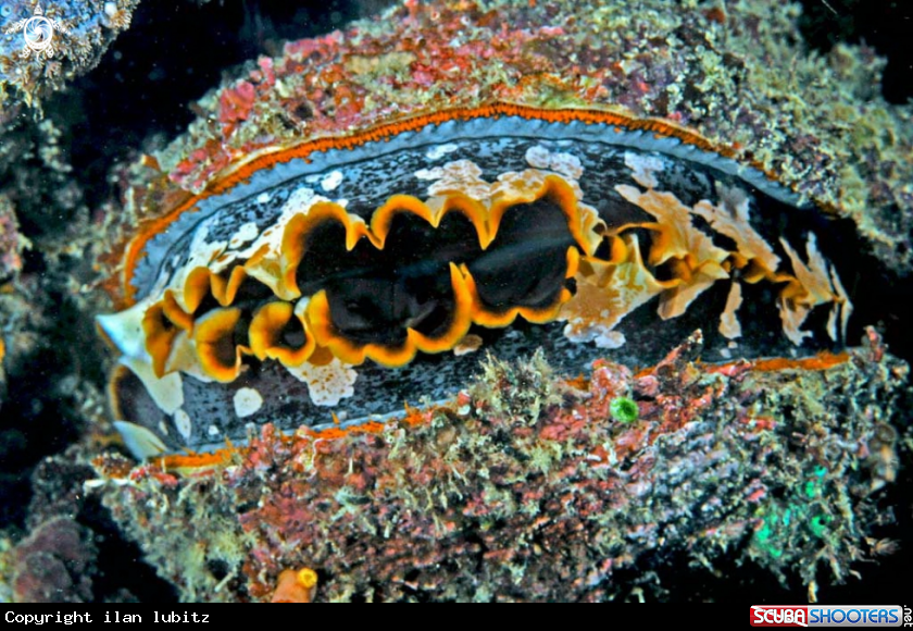 A Thorny oyster