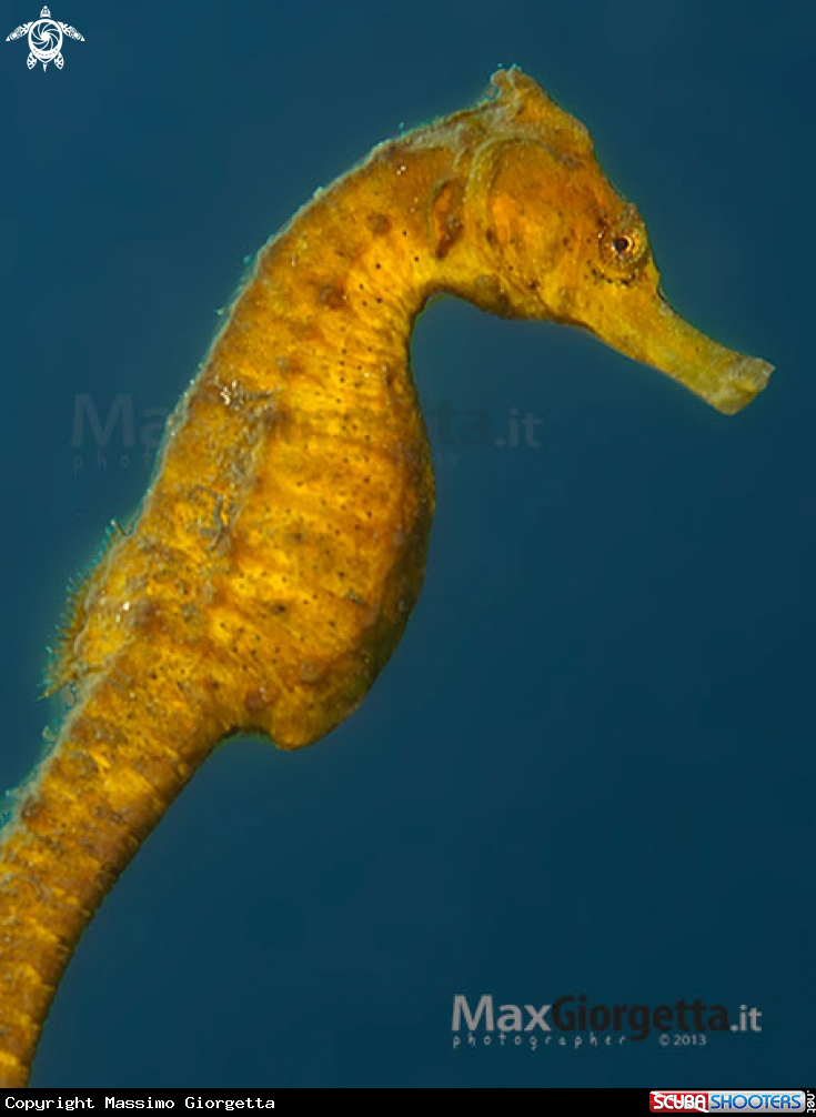 A Yellow Sea horse