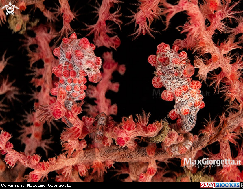 A Pigmy Sea horse Bargibanti