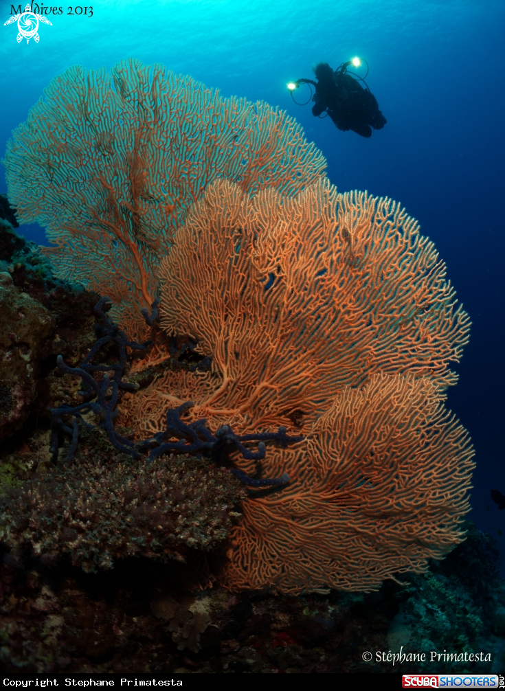 A Gorgonian fan