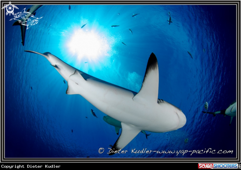 A Sharks