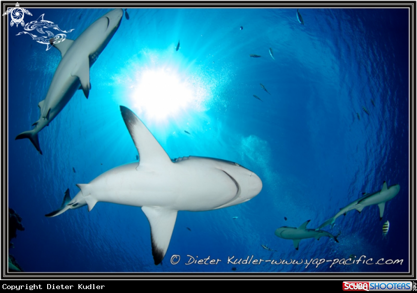 A Sharks