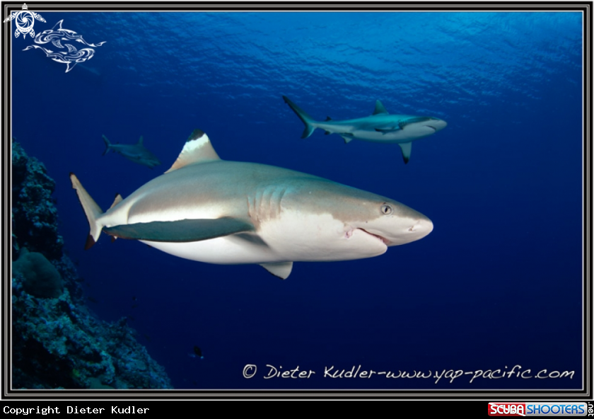 A Sharks
