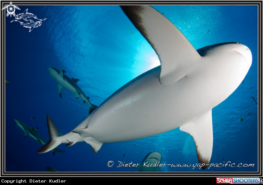 A Sharks