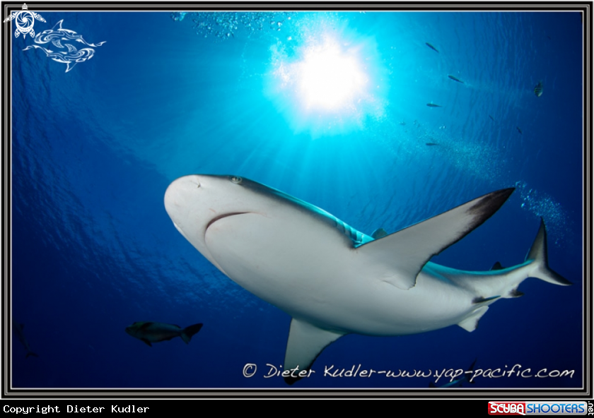 A Sharks