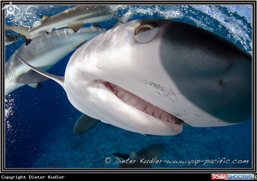 A Sharks