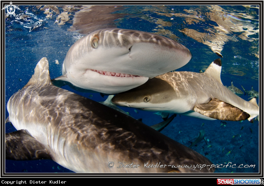 A Sharks