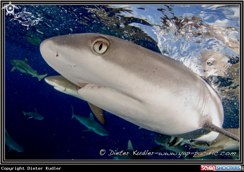 A Sharks
