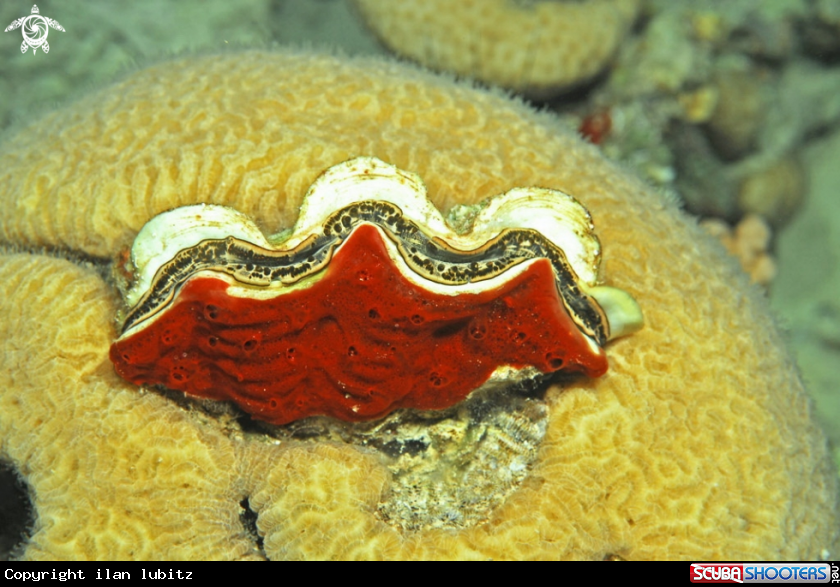 A shell