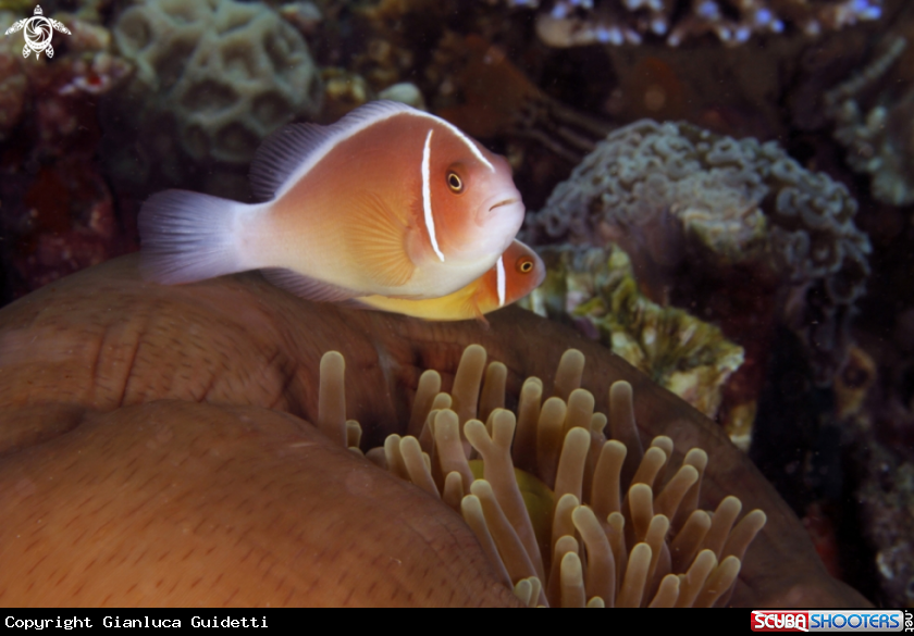 A underwater creature