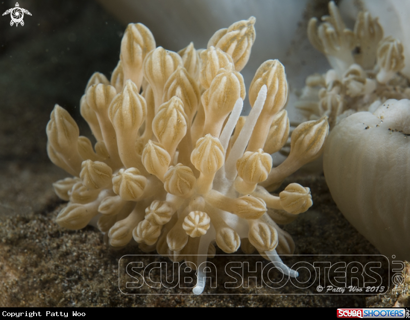 A Rudman's Phyllodesmium