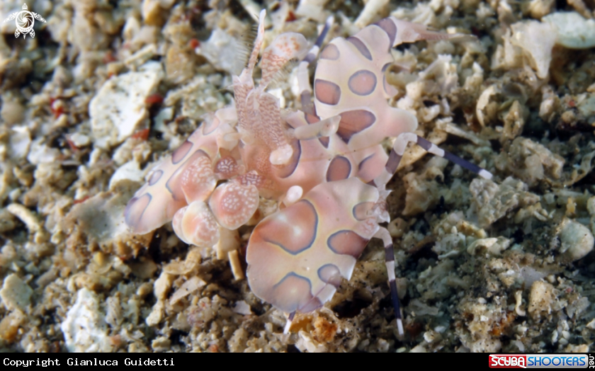 A underwater creature
