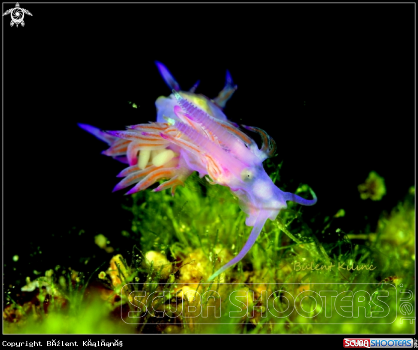A Nudi