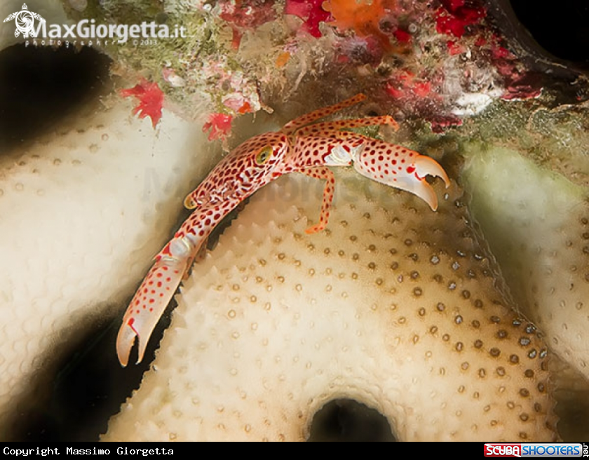 A crab red & white