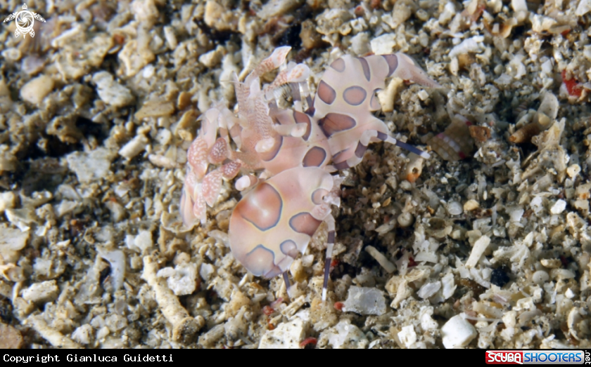 A underwater creature