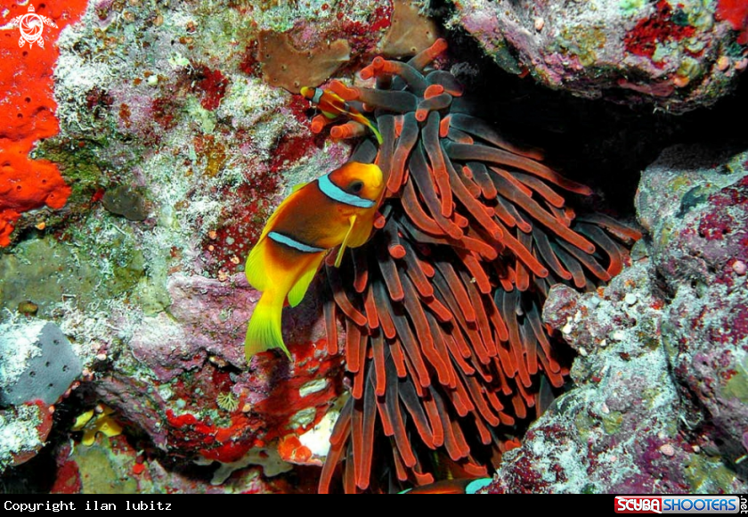 A anemone