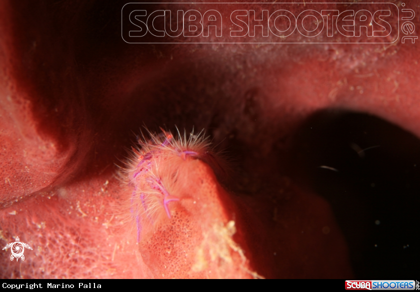 A Barrel Sponge Squat Lobster