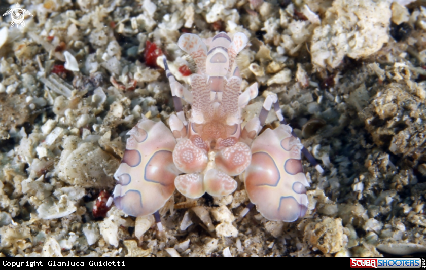 A underwater creature