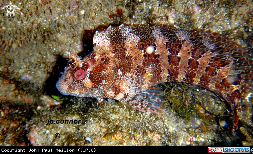 A Blennie gattorugine