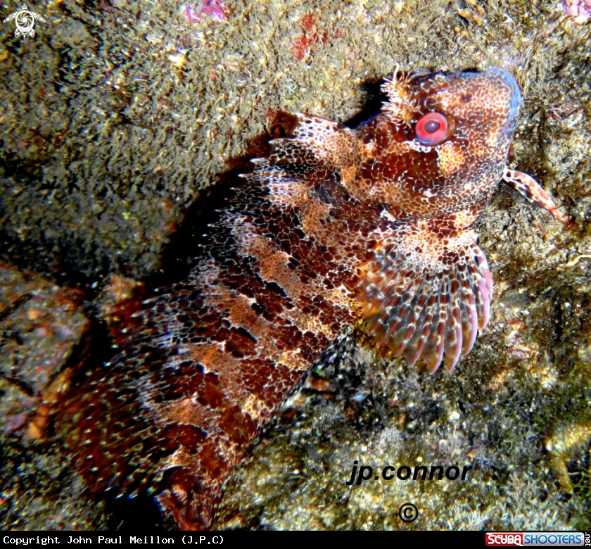A Blennie gattorugine